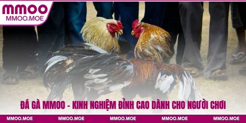 Đá Gà MMOO – Kinh Nghiệm Đỉnh Cao Dành Cho Người Mới
