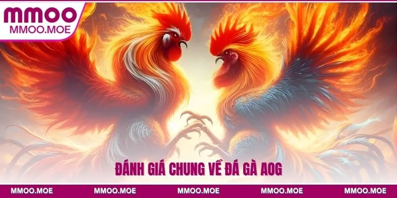 Đánh giá chung về đá gà AOG