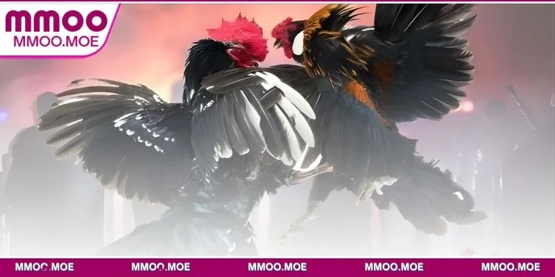 Lý do đá gà Ws168 luôn đứng top xếp hạng tại MMOO