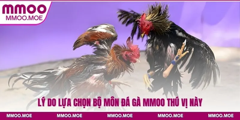 Lý do lựa chọn bộ môn đá gà MMOO thú vị này