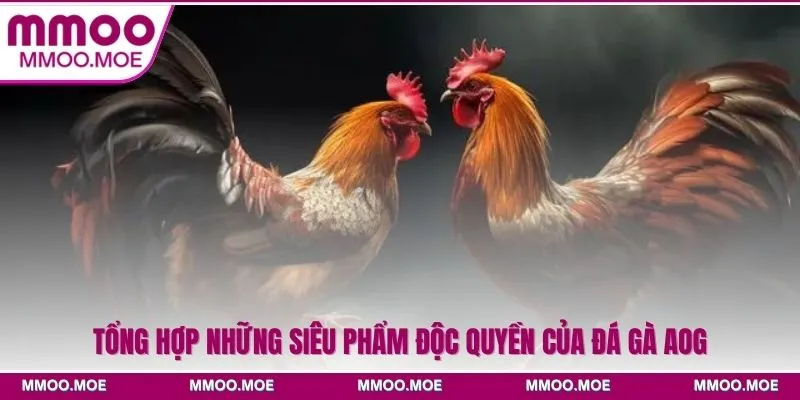 Tổng hợp những siêu phẩm độc quyền của đá gà AOG