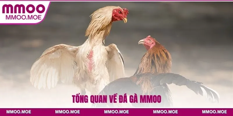 Tổng quan về đá gà MMOO